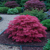Green boutiQ - Terrassenpflanze - Japanischer Ahorn - Acer palmatum Pink Dwarf - Rosa - 2 Pflanzen - Laubabwerfend - Topf 19cm Höhe 70cm
