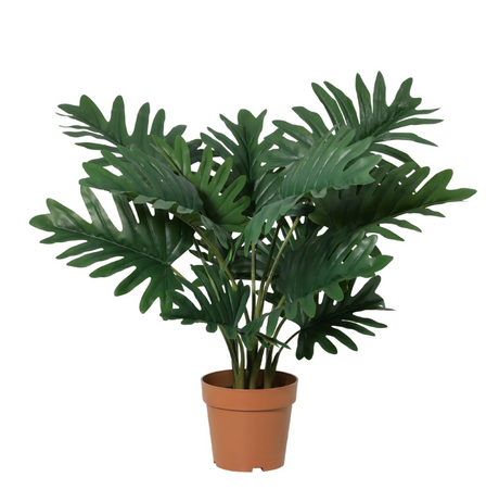 Philodendron Selloum H70cm
