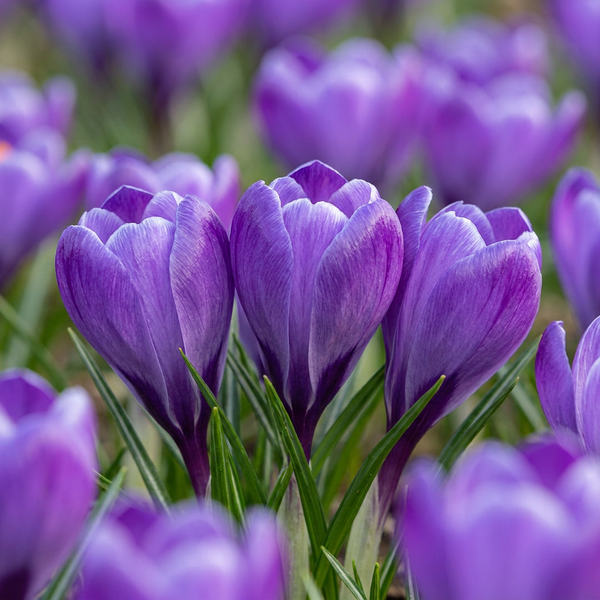 Crocus bleu à grandes fleurs