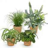 Green boutiQ - Zimmerpflanze - Grünlilie - Zyperngras - Blaufarn - Pfeilwurz - Mix aus 4 - Tierfreundliche Pflanzen - Grün - 4 Pflanzen - mit Korb - Topf 12cm - Höhe 25cm