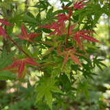 Érable du Japon Phoenix - H 90 cm, pot Ø26 cm
