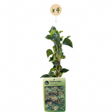 Hortensia grimpant - Hydrangea anomala subsp. petiolaris - lot de 4 plants - pot Ø9 cm