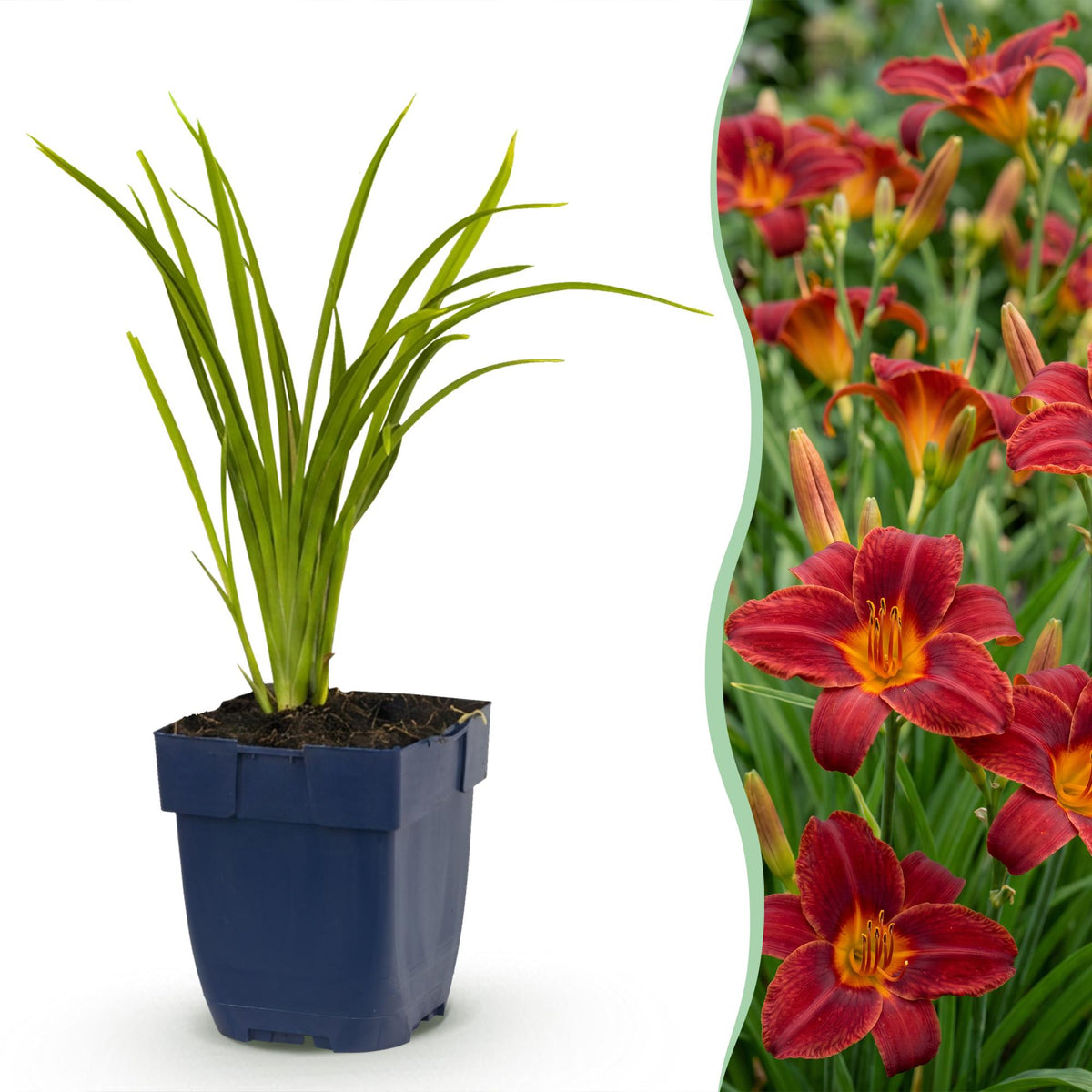 Hémérocalle Autumn Red - Lis d'un jour rouge - H 15-25 cm, pot Ø11 cm