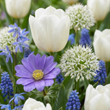 Bulbes à fleurs bleues de printemps en mélange
