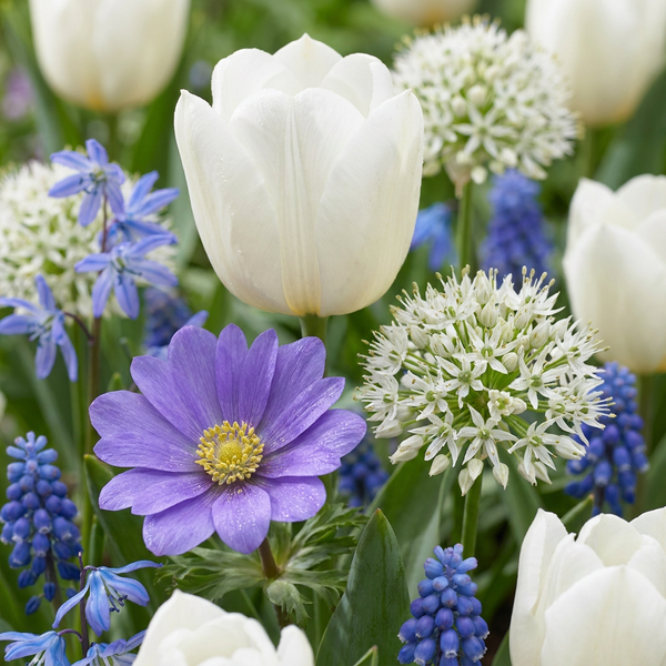 Bulbes à fleurs bleues de printemps en mélange