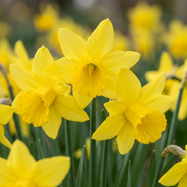 Narcisse February Gold