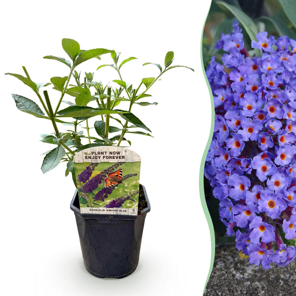 Green boutiQ - Sommerflieder - Buddleja davidii Empire Blue - Blüten Blau - 1 Pflanze - Laubabwerfend - Schmetterlingsanziehend - Topf 17cm Höhe 25cm