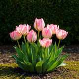 Green boutiQ - Blumenzwiebeln - Tulpe Double Pink - Farbe Rosa - 12 Stück - Zwiebelgröße 11/12 - XXL Pack