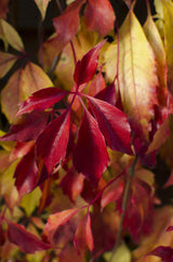 Parthenocissus henryana – Chinesischer Wilder Wein – Ø15cm – ↕65cm