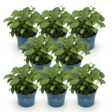 Hortensia Endless Summer The Original rose - Hydrangea macrophylla - H 20-25 cm, pot Ø14 cm - photo 2