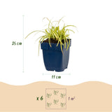 Laîche du Japon Evergreen - Carex oshimensis - H 15-25 cm, pot Ø11 cm - photo 3