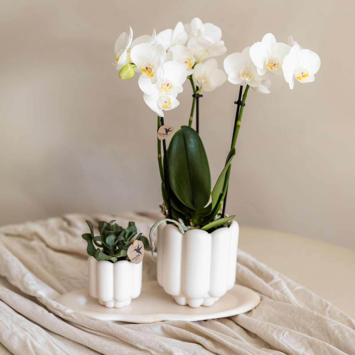 Kolibri Orchids | Geschenkset Retro Weiß | Weiße Gibraltar Orchidee Ø9cm + grüne Pflanze Ø6cm – inkl. Übertöpfe & weißes Tablett – frisch vom Züchter
