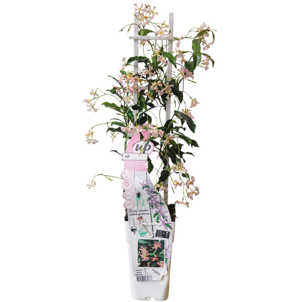 Trachelospermum 'Star of Ibiza' - Rosa Jasmin - Ø15cm - ↕65cm