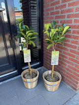 Green boutiQ - Gartenpflanze - Prunus laurocerasus Etna® - Stammbaum - Terrassenpflanze - Immergrün - Wenig Pflege - Topf 19cm Höhe 90cm