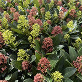 1x - Terrassenpflanze - Skimmia japonica Festival - Blüten Weiß & Rot - 15+ Blüten - 1 Pflanze - Winterhart - Topf 15cm Höhe 30cm