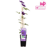 Waldrebe The President - Clematis violett - Ø15cm - ↕65cm