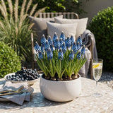 Green boutiQ - Blumenzwiebeln - Muscari Armeniacum - Farbe Blau - 50 Stück - Zwiebelgröße 8/9 - XXL Pack