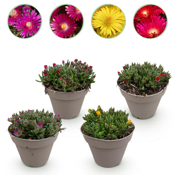 Green boutiQ - Bodendecker - Winterhart - Delosperma - 4 Pflanzen - Farben Rot - Gelb - Lila - Rosa - Wenig Pflege - Topf 14 Höhe 17