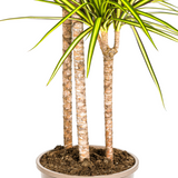 Drachenbaum Marginata Sunray Ø24cm - ↕130 - 150cm