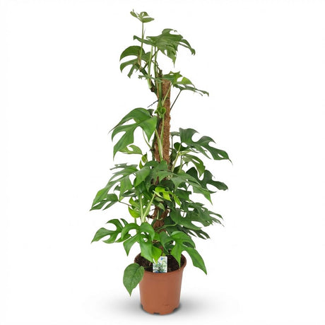 Green boutiQ - Zimmerpflanze - Mini Monstera - Monstera Minima am Moosstab - Grün - Pflegeleicht - 1 Pflanze - Topf 19cm - Höhe 90cm