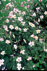 Anémone du Japon Robustissima en godet - Anemone tomentosa - H 10-25 cm, pot Ø9 cm - photo 6