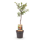 Green boutiQ - Obstbaum - Pflaumenbaum - Prunus domestica Victoria - Rote Pflaume - Topf 21cm Höhe 90cm