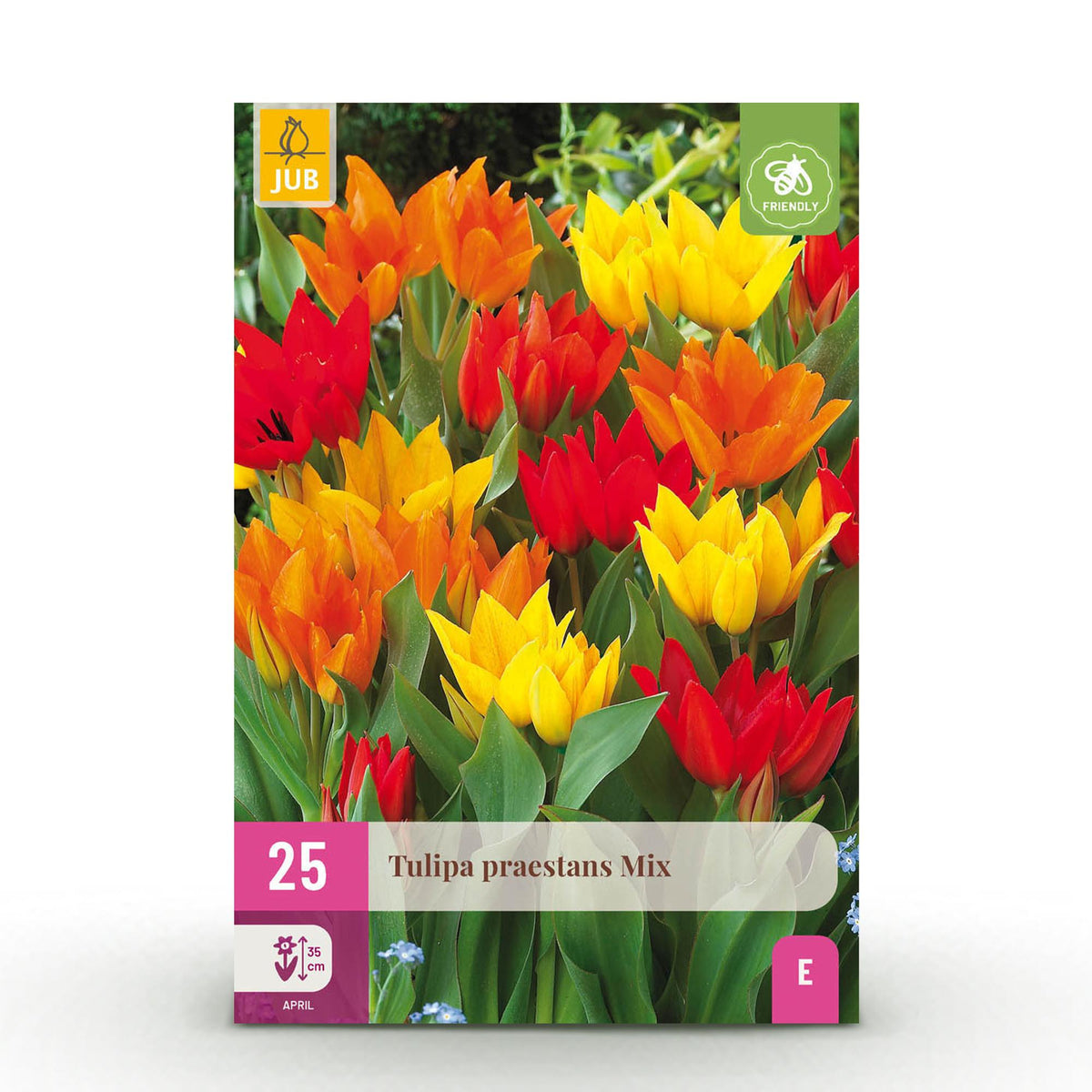 Green boutiQ - Blumenzwiebeln - Tulpe Praestans Mix - Diverse Farben - 25 Stück - Zwiebelgröße 8/9 - XXL Pack