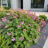Géranium vivace Cambridge - H 15-25 cm, pot Ø11 cm