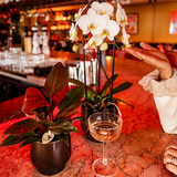 Kolibri Orchids | Scandic Copper Topf Ø9cm mit weißer Lausanne Orchidee – frisch vom Züchter