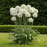 Green boutiQ - Blumenzwiebeln - Allium Mount Everest - Farbe Weiß - 3 Stück - Zwiebelgröße 16/18 - XXL Pack
