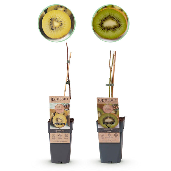 Green boutiQ - Fruitpflanze - Grüne & Gelbe Kiwi - Actinidia deliciosa Jenny & Golden Kiwi - 2 Pflanzen - Topf 15cm Höhe 50cm