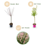 Saule crevette Flamingo - H 70-80 cm, pot Ø17 cm