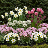 Green boutiQ - Blumenzwiebeln - Bulb Garden Pink Mix - Diverse Sorten - Farbe Rosa - 125 Stück - Geschenkverpackung