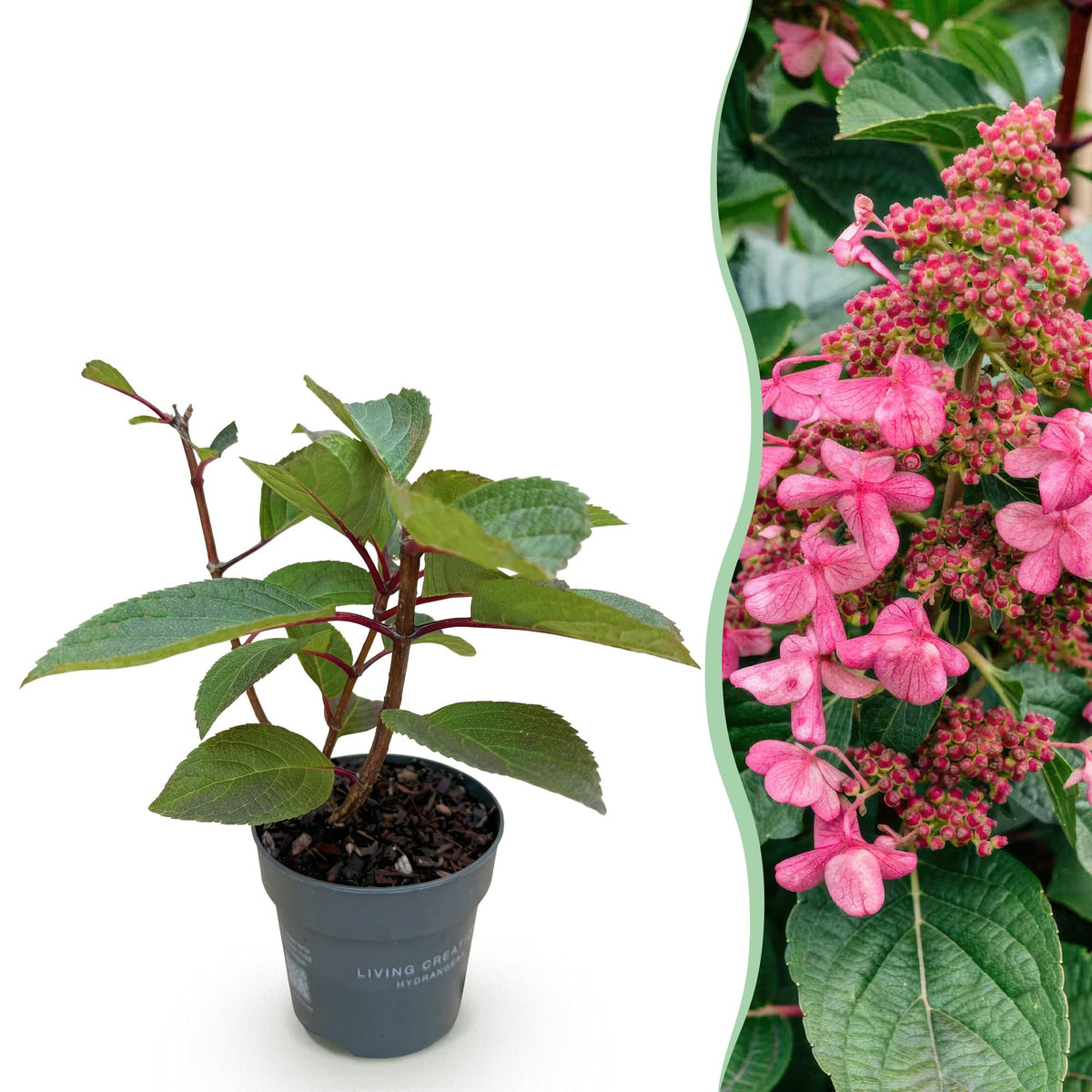 Green boutiQ - Gartenpflanze - Hydrangea paniculata Living Infinity - Rispenhortensie - Winterhart - Weiß - 1 Pflanze - Topf 12cm - Höhe 20-30cm