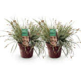 Green boutiQ - Ziergräser - Carex oshimensis Everest - Weiß und Grün - 2 Pflanzen - Immergrün - Pflegeleicht - Topf 17cm Höhe 50cm