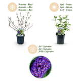 Green boutiQ - Gartenpflanze - Buddleja davidii Empire Blue - Sommerflieder - Winterhart - Blau - 3 Pflanzen - Topf 17cm - Höhe 45cm