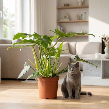 Green boutiQ - Zimmerpflanze - Philodendron - Philodendron Lacerum - Grün - Pflegeleicht - 1 Pflanze - mit Korb - Topf 19cm - Höhe 65cm