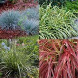 Green boutiQ - Ziergräser - 4 Pflanzen - Blau - Gelb - Grün - Rot - Immergrün - Pflegeleicht - Topf 17cm Höhe 50cm