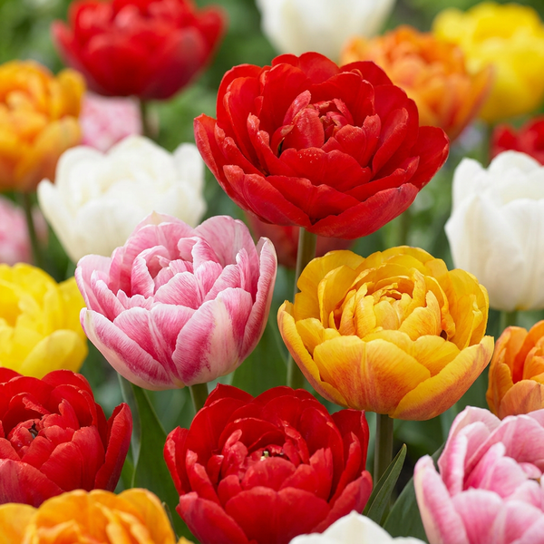 Tulipe double en mélange - calibre 11/13