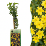 Jasmin d'hiver - Jasminum nudiflorum - lot de 4 plants - pot Ø9 cm