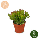 Arbre de jade - Crassula ovata - lot de 6