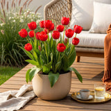 Green boutiQ - Blumenzwiebeln - Tulpe Triumph Red - Farbe Rot - 15 Stück - Zwiebelgröße 11/12 - XXL Pack