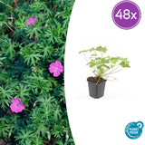 Géranium vivace Tiny Monster en godet - Geranium sanguineum hybride - H 10-25 cm, pot Ø9 cm