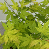 Green boutiQ - Terrassenpflanze - Japanischer Ahorn - Acer palmatum Orange Dream - Orange - 2 Pflanzen - Laubabwerfend - Topf 19cm Höhe 70cm