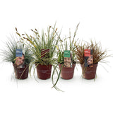 Green boutiQ - Ziergräser - 4 Pflanzen - Blau - Gelb - Grün - Rot - Immergrün - Pflegeleicht - Topf 17cm Höhe 50cm