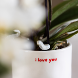 Kolibri Orchids | Geschenkset 'love you' |