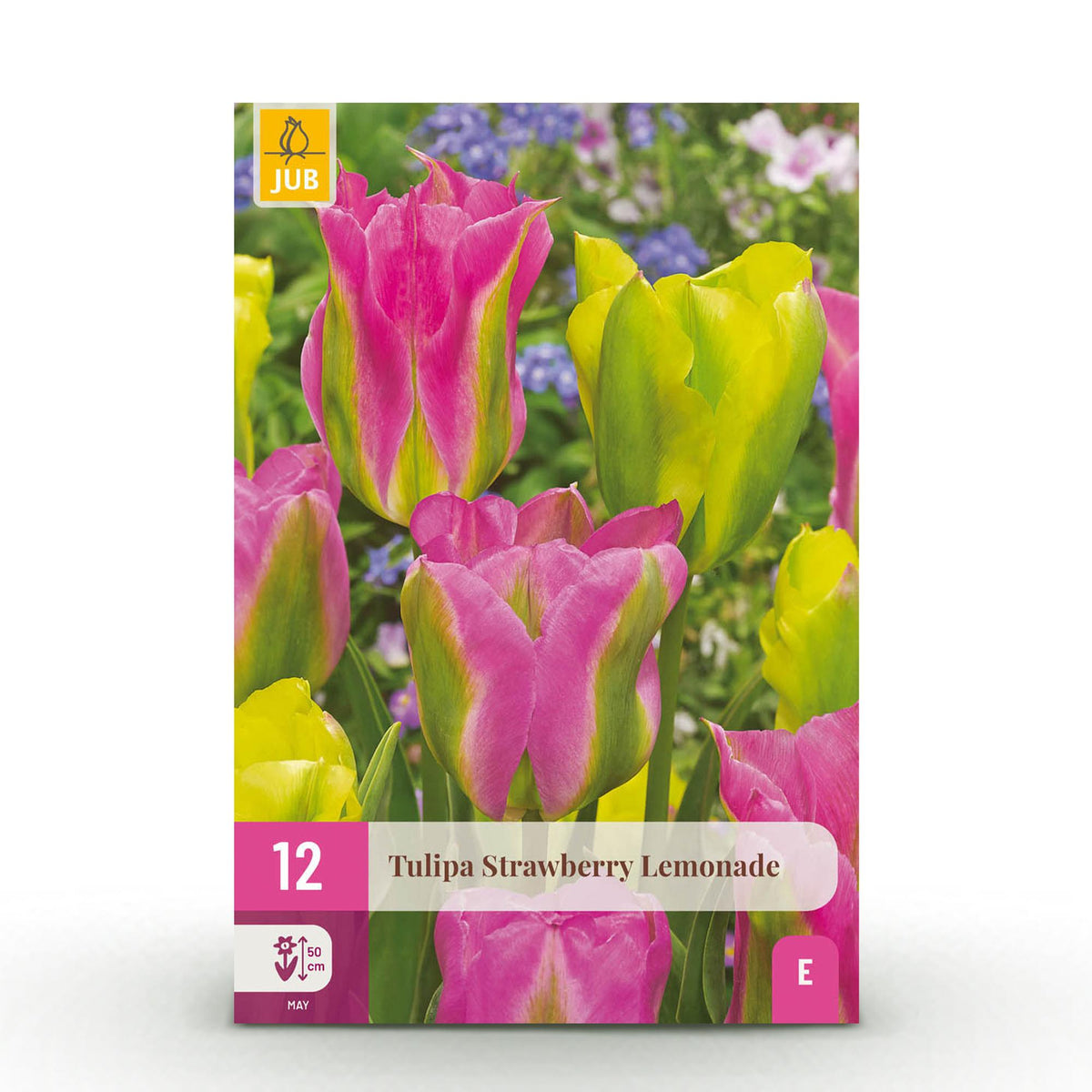Green boutiQ - Blumenzwiebeln - Tulpe Strawberry Lemonade - Diverse Farben - 12 Stück - Zwiebelgröße 11/12 - XXL Pack