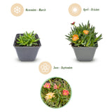 Delosperma en mélange - H 10-12 cm, pot Ø7 cm