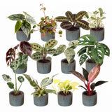 Box surprise baby plantes tropicales - lot de 12 mini plantes avec cache-pots Linnea bleu brume
