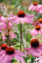 Échinacée pourpre Magnus en godet - Echinacea purpurea - H 10-25 cm, pot Ø9 cm - photo 6
